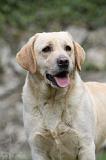 LABRADOR 859